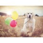 Puzzle catel cu baloane 500 piese